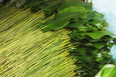 Làng lá dong lớn nhất Hà Nội phấn khởi vì bội thu lại được giá