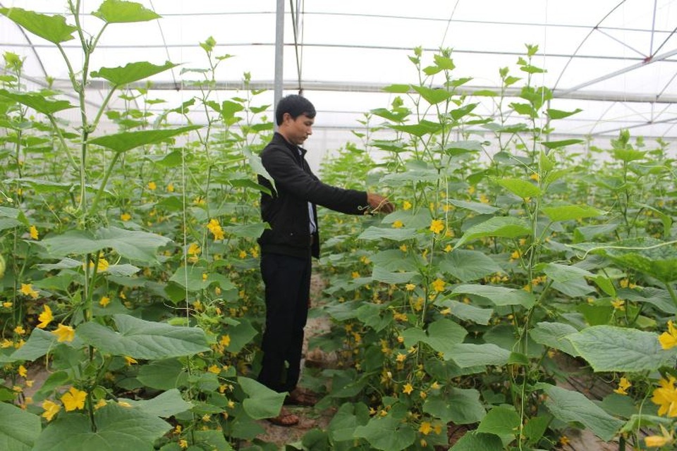 Trồng dưa trong nhà kính, thu lời cả trăm triệu đồng - 1 Trồng dưa trong nhà kính, thu lời cả trăm triệu đồng - 1