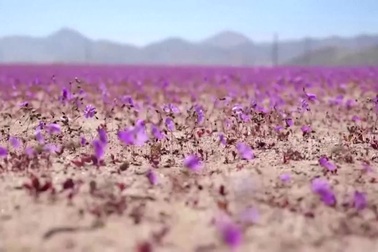 Khung cảnh hoa nở giữa sa mạc khô cằn