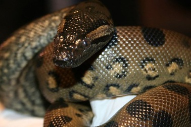 Kì lạ khả năng tự sinh con của trăn Anaconda cái không cần trăn đực