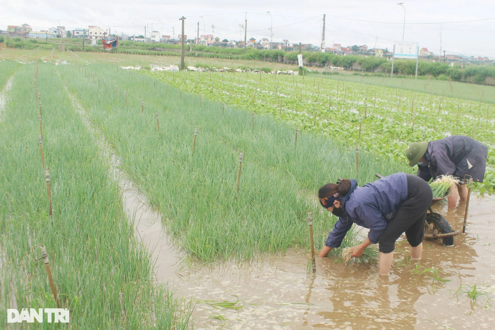 Người trồng rau màu nguy cơ mất trắng vì mưa lũ - 7 Người trồng rau màu nguy cơ mất trắng vì mưa lũ - 7