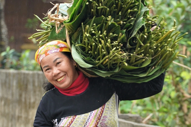 Hái ra tiền với loại lá làm nên linh hồn Tết Việt
