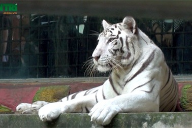 Hổ vồ chết nhân viên chăm sóc thú