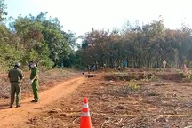 Nữ công nhân bị sát hại dã man trong lô cao su