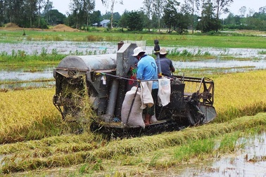Thu hoạch vụ hè thu: Nông dân, chủ máy gặt thất thu vì mưa dầm