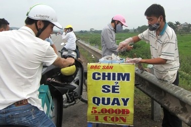 Hơn 1.000 vịt con “đội lốt” chim sẻ quay bị bắt tại trận