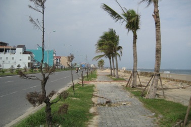 Cây cảnh dọc đường biển 5 sao dài nhất Việt Nam đang héo úa