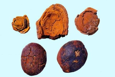 Bỏ tiền triệu săn lùng “ngưu hoàng” có chữa được bệnh hiểm?