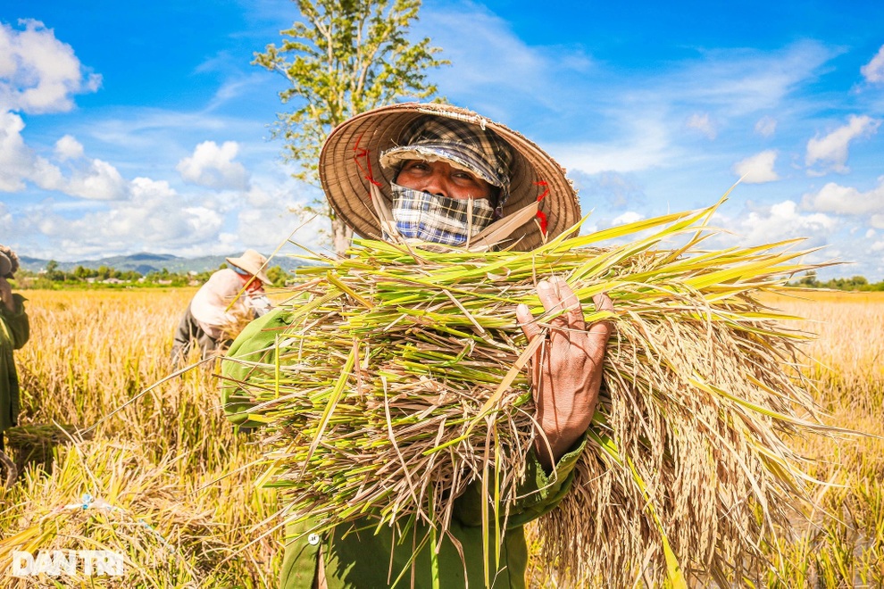 Nông dân chạy đua với thời gian để cứu lúa giữa trưa đứng bóng - 6 Nông dân chạy đua với thời gian để cứu lúa giữa trưa đứng bóng - 6