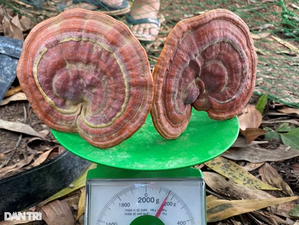 Liều trồng nấm linh chi đỏ dưới tán rừng, nào ngờ thu tiền triệu mỗi nhánh - 4