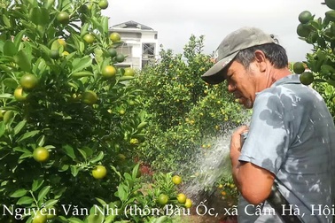 Quất cảnh Hội An chờ mùa bội thu