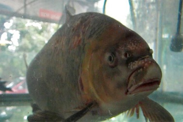 Cá "tiến vua" vượt 1.200km ra Hà Nội làm quà Tết