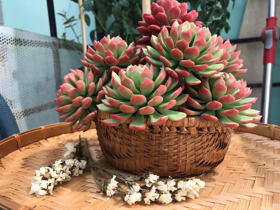 Đất sét đơm hoa kết trái dưới bàn tay khéo léo của 9X Sài Gòn - 4 Đất sét đơm hoa kết trái dưới bàn tay khéo léo của 9X Sài Gòn - 4