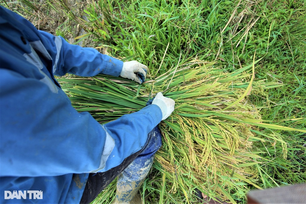 Cách thu hoạch lúa độc đáo ở nơi máy gặt đập chào thua - 9