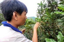 Nín thở sau gần 10 năm trồng loại "cây tỷ đô"