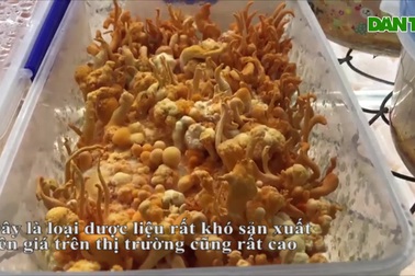 Mô hình nuôi đông trùng hạ thảo của vợ chồng nông dân