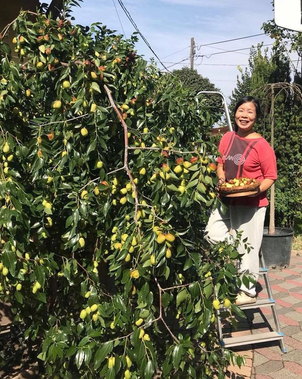 Ngôi nhà phủ kín hoa hồng đẹp không rời mắt của nữ Việt kiều ở Hungary - 10 Ngôi nhà phủ kín hoa hồng đẹp không rời mắt của nữ Việt kiều ở Hungary - 10