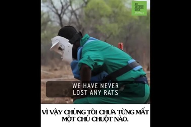 Câu chuyện về lực lượng dò mìn “4 chân” đặc biệt nhất thế giới!