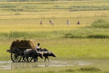 Kinh hoàng với những vụ lột trần, thiêu sống "phù thủy" ở Ấn Độ
