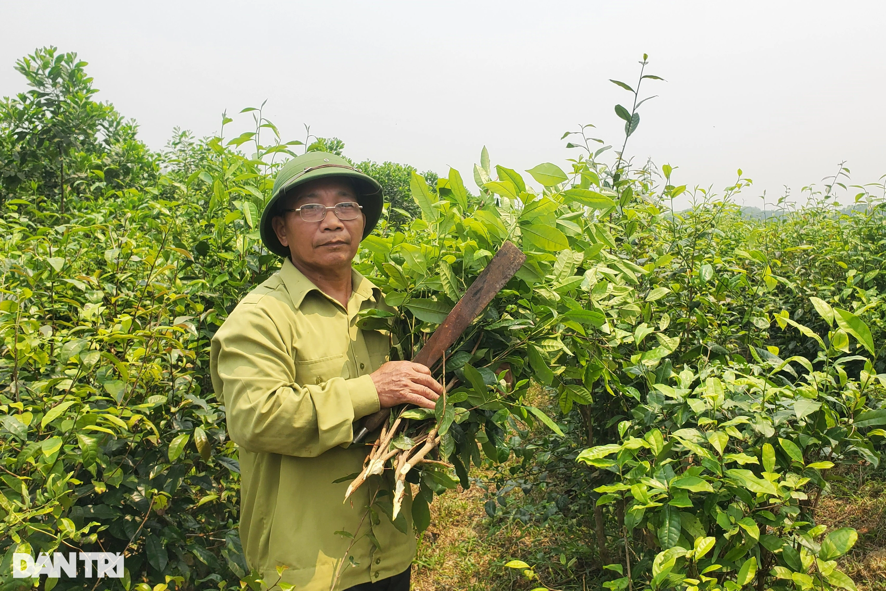 View - Loại cây trồng một lần, thu suốt nửa đời người, nông dân rủng rỉnh tiền | Báo Dân trí
