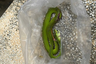 Bị rắn lục đuôi đỏ cắn, người đàn ông cầm "hung thủ" đến cho bác sĩ xem