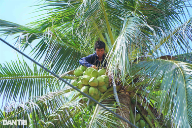Anh nông dân kể chuyện nghề "ăn cơm dưới đất, làm việc trên trời"