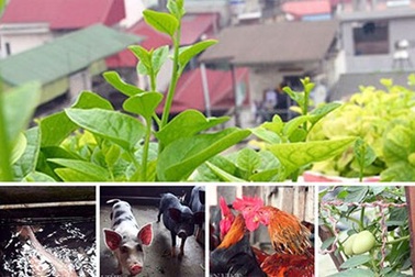 Độc nhất vô nhị “trang trại” cá, gà, lợn... trong nhà ống giữa lòng Hà Nội