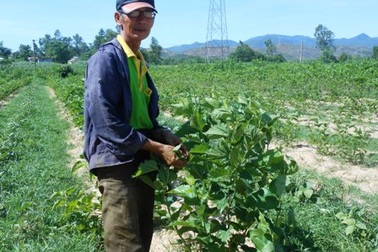 Quảng Nam: Bấp bênh đầu ra nghề trồng dâu nuôi tằm