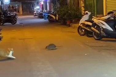 Mèo hốt hoảng khi bị chuột đe dọa