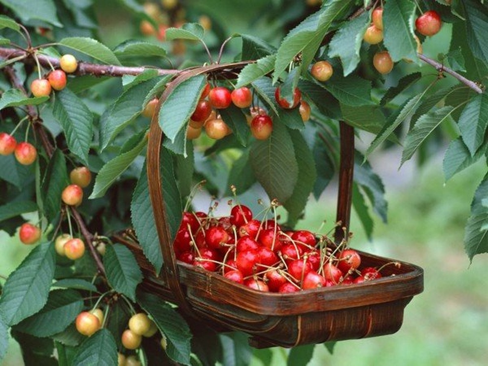 Mê mẩn những vườn cherry vừa đẹp, vừa ngon - 5 Mê mẩn những vườn cherry vừa đẹp, vừa ngon - 5