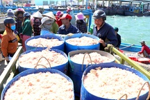 Phú Yên: Trúng ruốc biển, ngư dân bỏ túi tiền triệu mỗi ngày