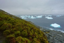 Thực vật phát triển mạnh tại Nam Cực báo hiệu thảm họa sắp xảy ra