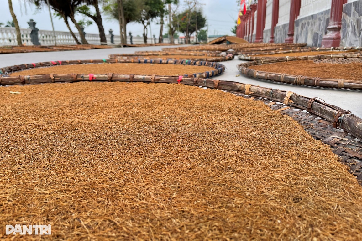 Trồng cây chồng hút vợ say, bỏ túi trăm triệu đồng mỗi vụ - 11 Trồng cây chồng hút vợ say, bỏ túi trăm triệu đồng mỗi vụ - 11