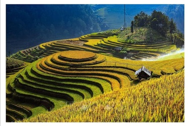 Ngắm mùa vàng trên ruộng bậc thang Mù Cang Chải