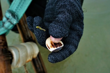 Theo chân lão ngư đi thụt lùi, lọc cát cào "ngọc biển"