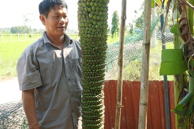 Quảng Ngãi: Độc đáo buồng chuối trên 100 nải, dài hơn 2m