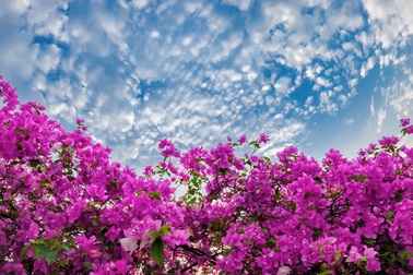 "Phát sốt” với con đường hoa giấy đẹp quên lối về ngay gần Hà Nội