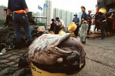 Ngư dân Thái Lan chết ngạt vì xác cá chết  