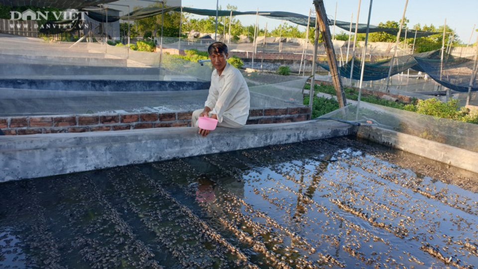 Nuôi toàn con đặc sản, lão nông Nam Định bỏ túi hàng trăm triệu đồng/năm - 6 Nuôi toàn con đặc sản, lão nông Nam Định bỏ túi hàng trăm triệu đồng/năm - 6