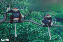 5 năm cứu hộ gần 500 động vật hoang dã