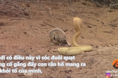 Sóc mẹ liều mạng chiến đấu với rắn hổ mang cực độc để bảo vệ đàn con