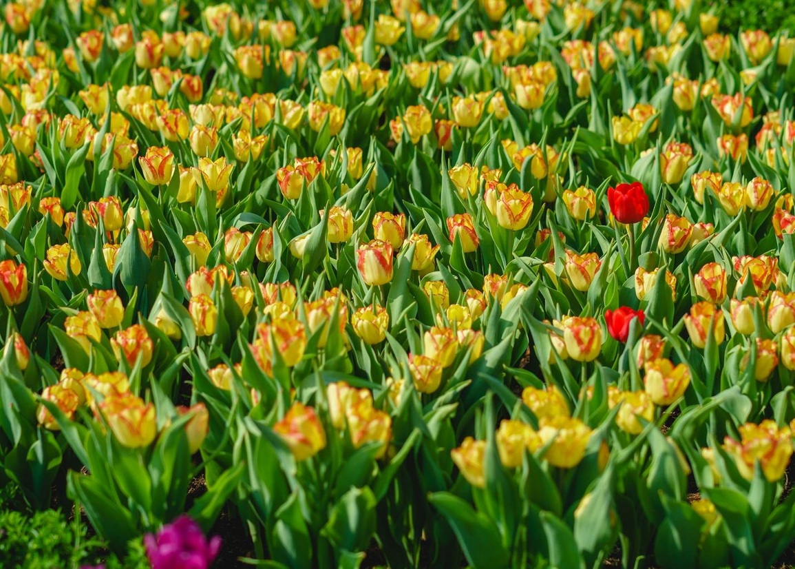 Du xuân Núi Bà Tây Ninh Tết này, ngỡ ngàng trước những điều mới lạ - 4