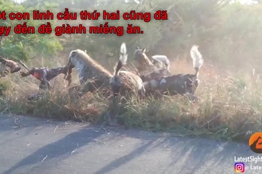 Linh cẩu suýt trả giá đắt vì ỷ mạnh, cướp con mồi của kẻ yếu
