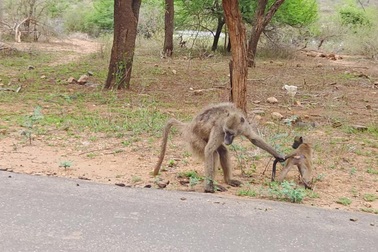 Khỉ đầu chó non bị mẹ nắm đuôi để không quậy phá
