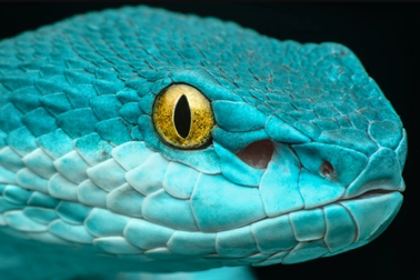 Vì sao rắn độc cắn người ngày càng nhiều?