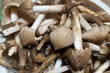 Rủ nhau thức canh lộc đất, nếu trúng "ổ" 1 tiếng kiếm 5 triệu đồng