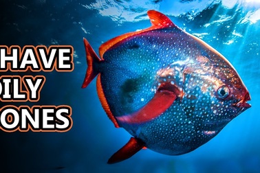 Những bật mí về cá mặt trăng