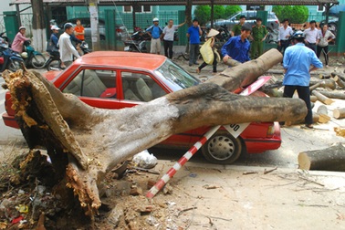 Cây cổ thụ đè bẹp đầu ô tô đang chạy