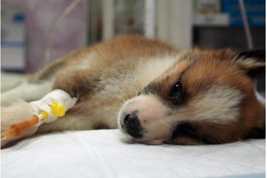 Chó cưng nhà bạn nên ăn gì?