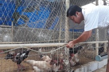 Thạc sĩ bỏ giảng đường về nuôi vịt, gà kiếm hàng trăm triệu đồng mỗi năm